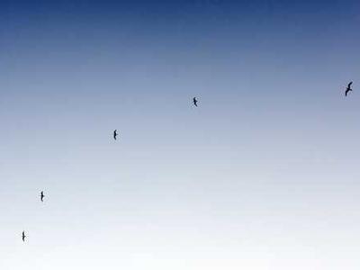 The 38 Best Restaurants in Honolulu, According to a Local Expert