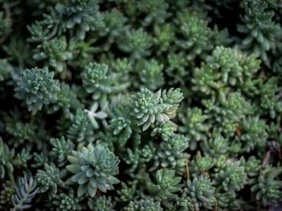 One killed in ‘riot’ in Iraq’s Erbil after attack on Khor Mor gas field