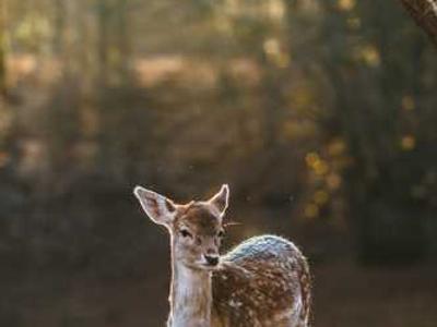 What next for Ukraine after President Zelenskyy’s top aide quits?