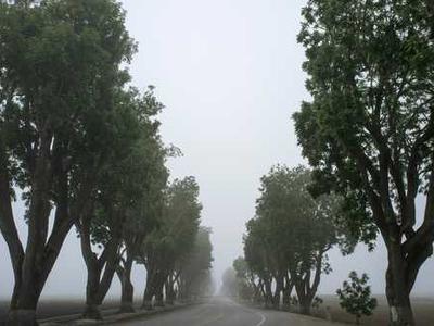 A Vanilla Chiffon Cake Recipe That’s Ready to Roll