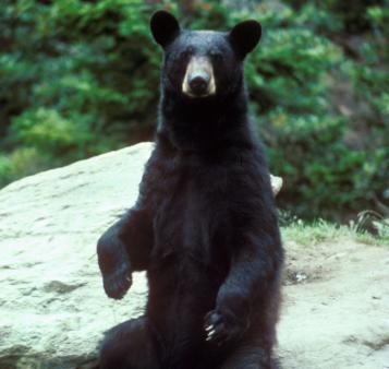 Christopher Williams